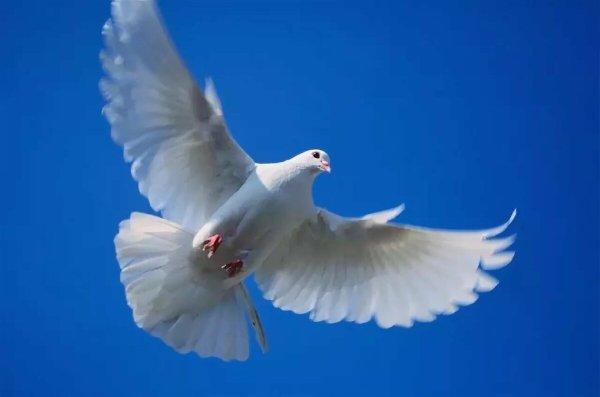 Белый голубь