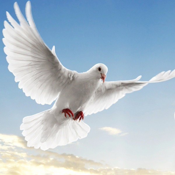Белый голубь живопись