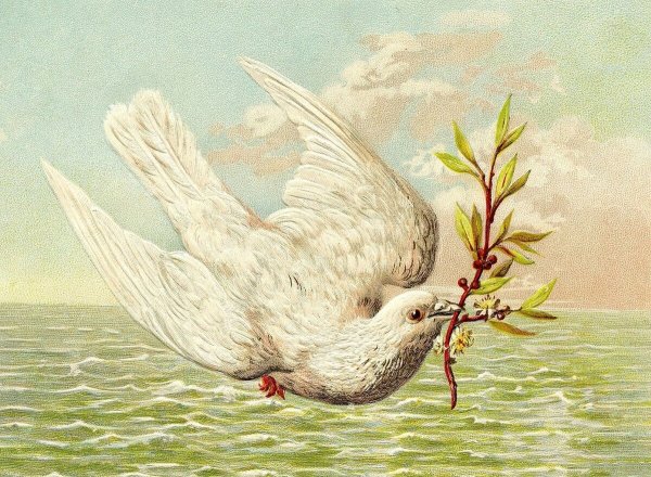 Расми кабутар