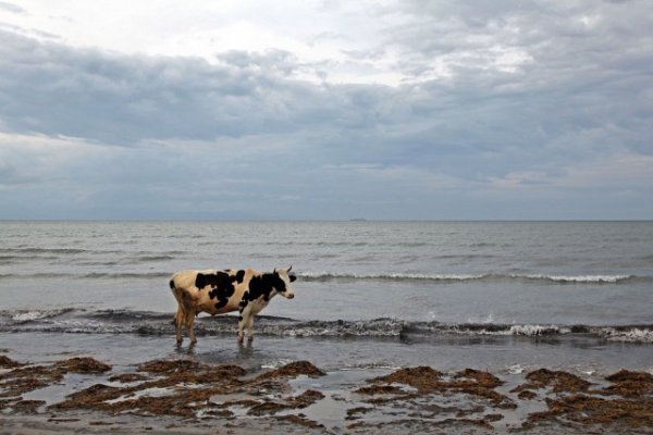 Корова на берегу моря