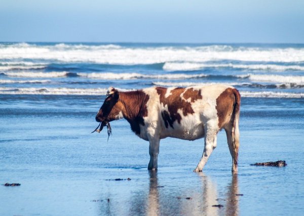 Гавайя корова