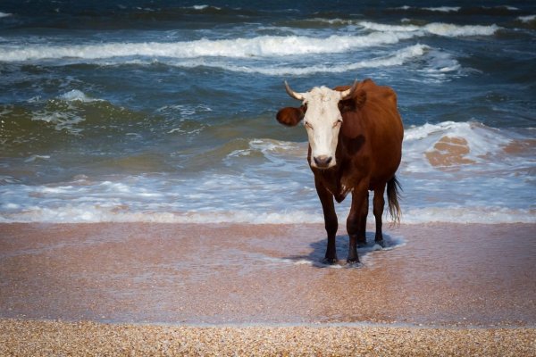 Одинокая корова