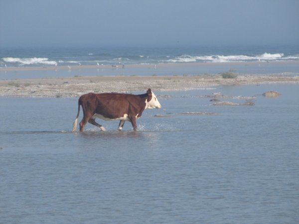 Корова в море