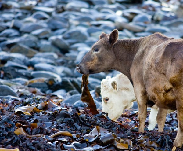Животные Европы (в европакете)