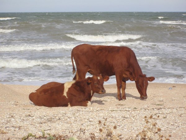 Корова на пляже