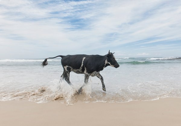 Корова на берегу моря