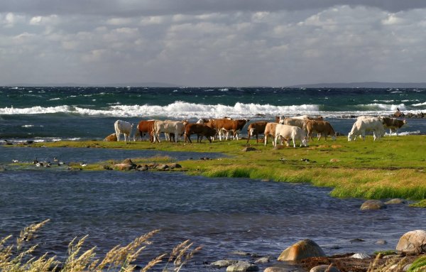 Корова на берегу