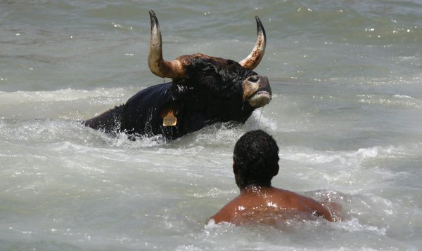 Корова в Индии