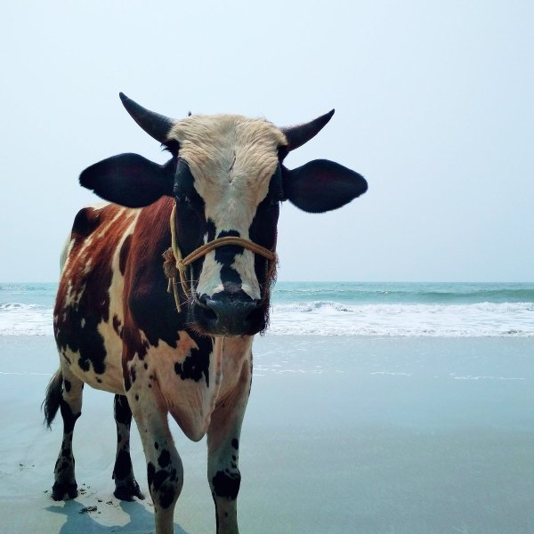 Корова на берегу