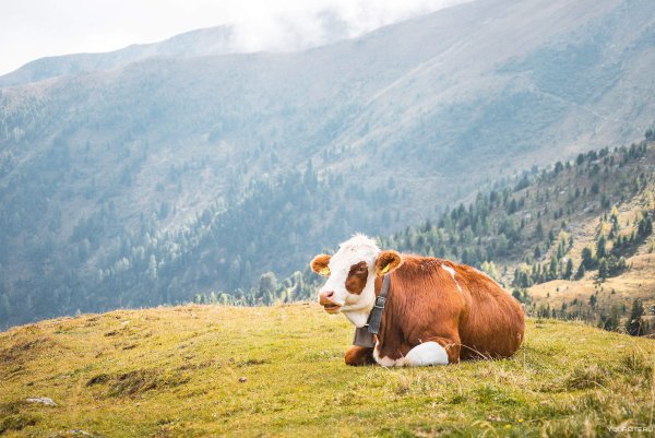Корова на берегу океана