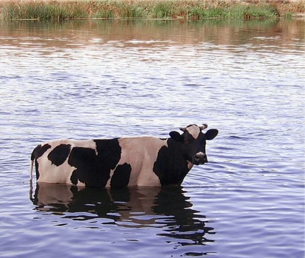 Теодор Эсберн Филипсен