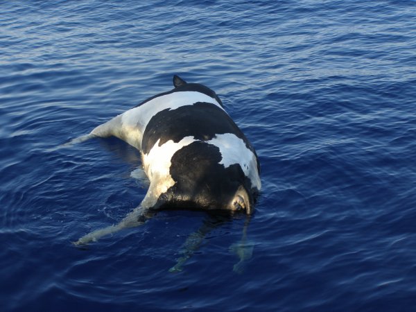 Корова на пляже