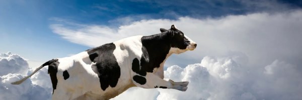 Корова в море