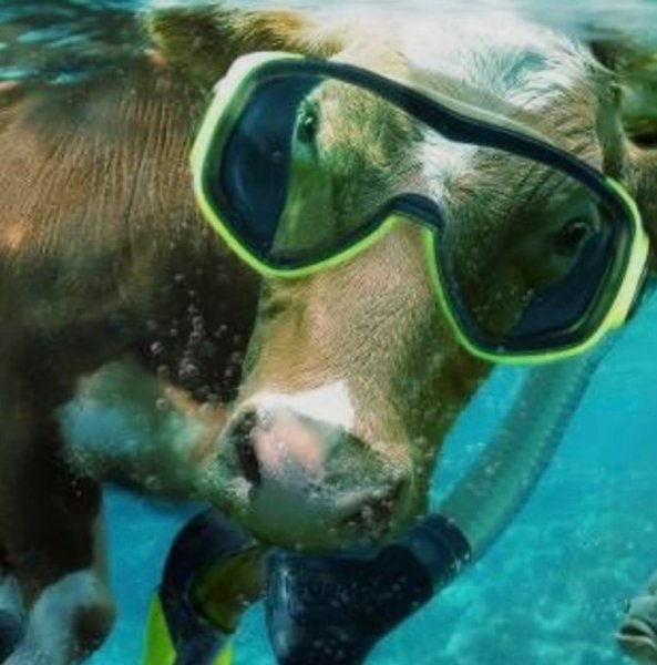 Коровка на море