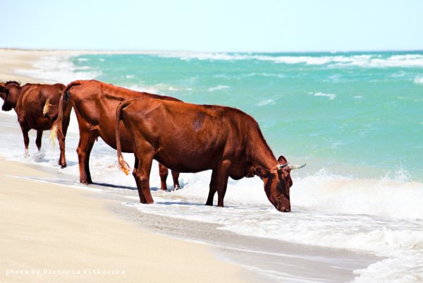 Коровы у реки