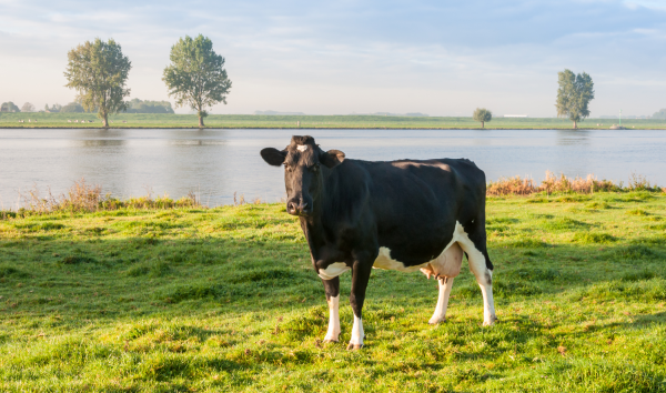 Корова пьет