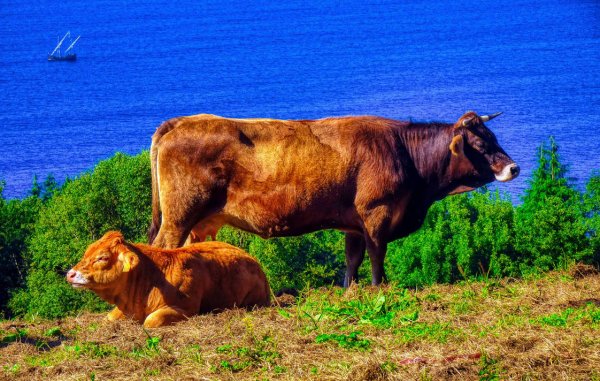 Корова в море