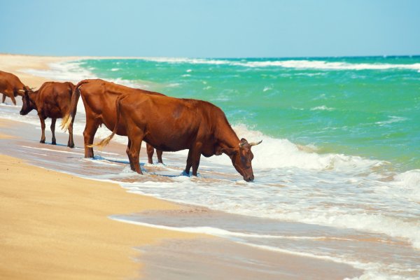 Корова отдыхает