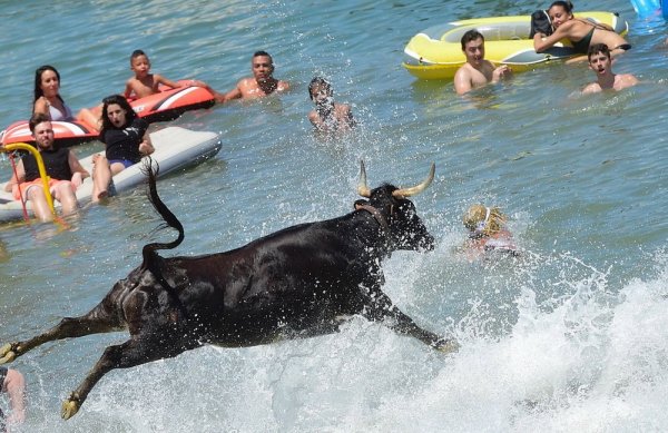 Корова плавает