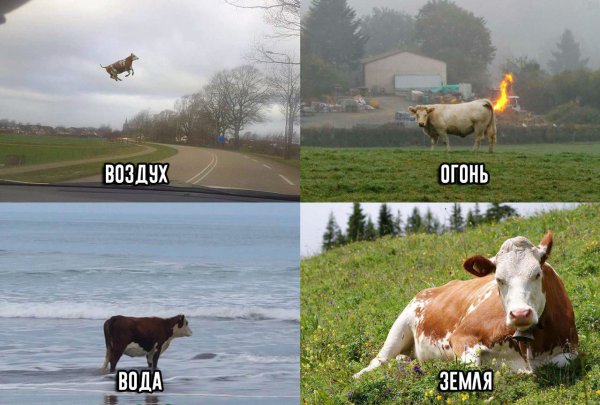 Обои корова