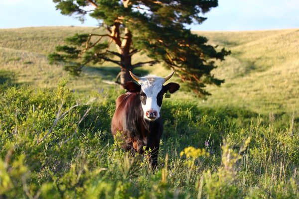 Корова лежит
