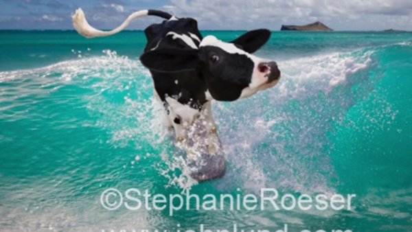 Коровы на зеленом поле