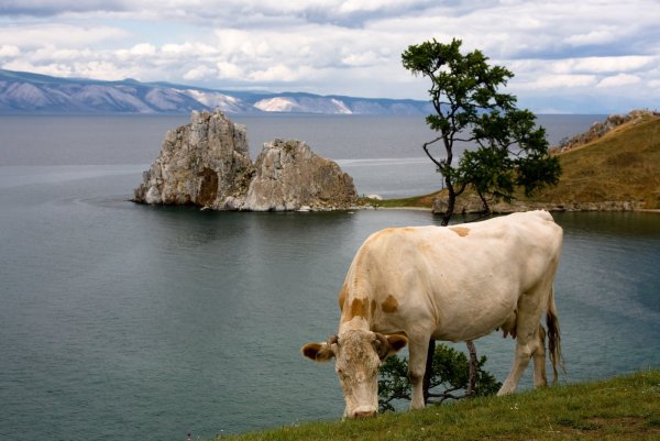 Корова и заяц