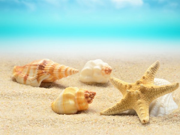 Песок пляж ракушки