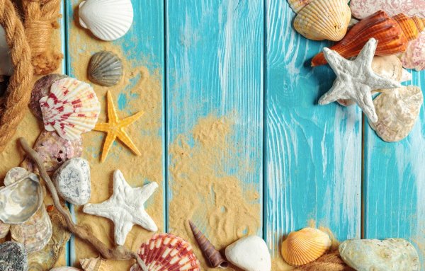 Песчаный пляж с ракушкой