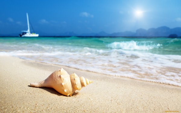 Ракушки на берегу моря