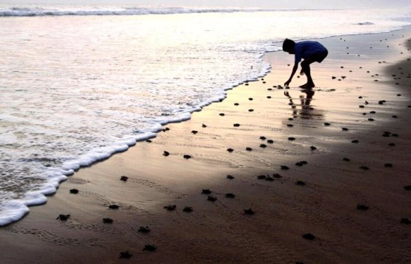 Притча о мальчике и морских звездах