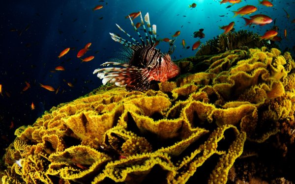 Морские обитатели моря