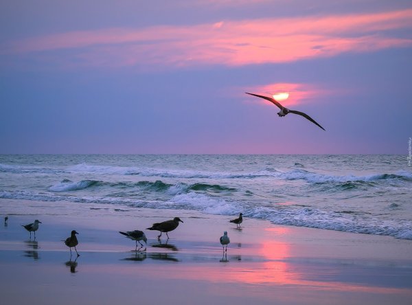 Альбатрос Анапа птица