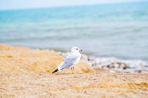 Птица на берегу моря