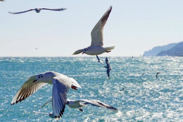 Лето море Чайки