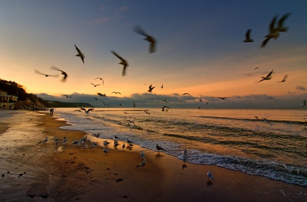 Птица на берегу моря