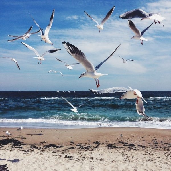 Чайки над морем