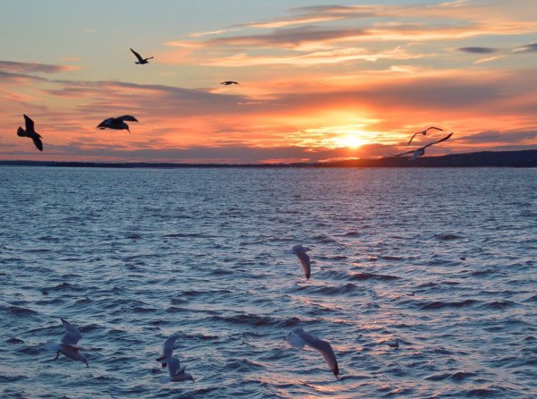 Каспийское море Дельфин