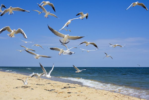 Море с дельфинами и чайками