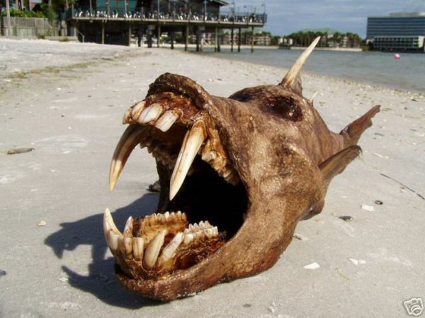 Самые страшные морские обитатели
