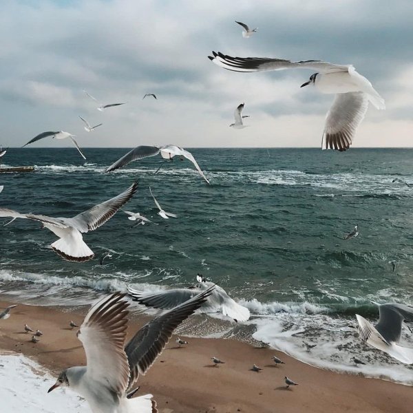 Птицы над морем