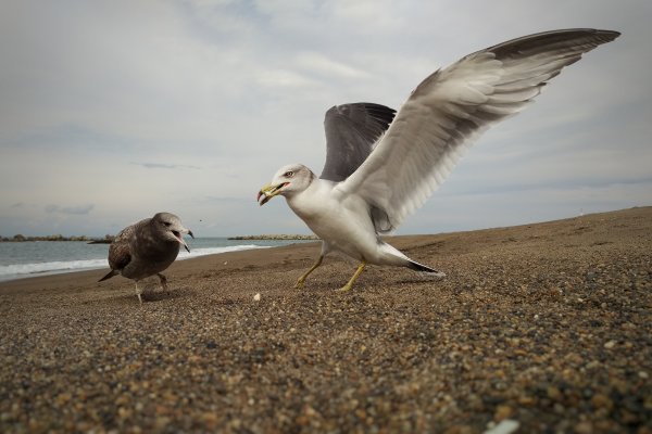 Чайка Буревестник Альбатрос