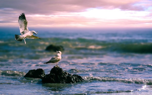 Море, Чайки