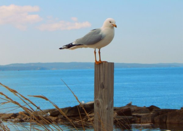 Птицы побережий