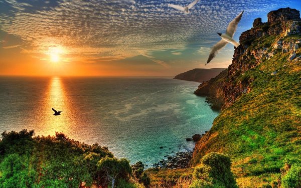 Пейзаж Чайки над морем