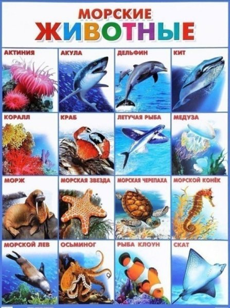 Морские животные для детей