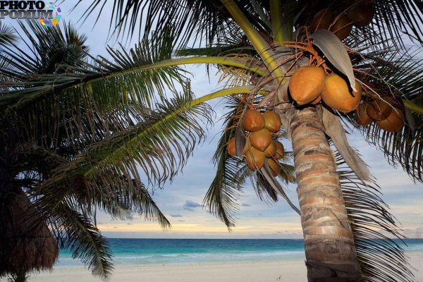 Кокосовая Пальма Баунти