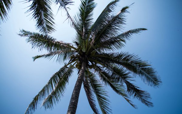 Обои пальмы