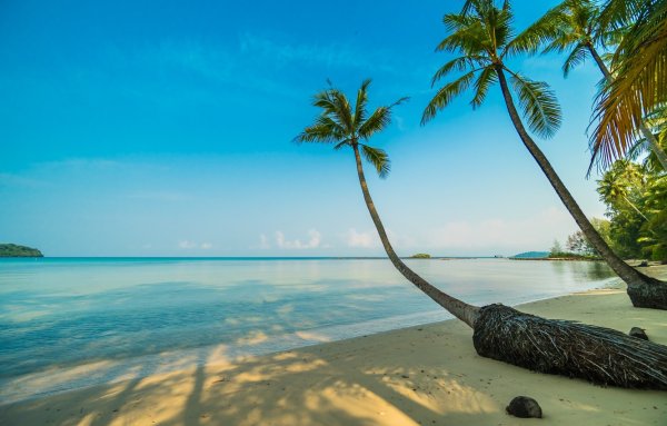 Пальмы Коста Рика