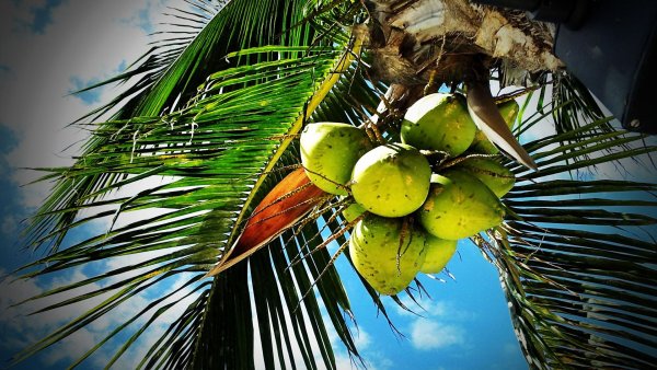 Кокосовая Пальма (Cocos nucifera)
